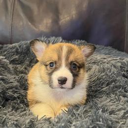 EP 1 - Red male Pembroke Welsh Corgi puppy in Stockton, Iowa from Infinity Corgis