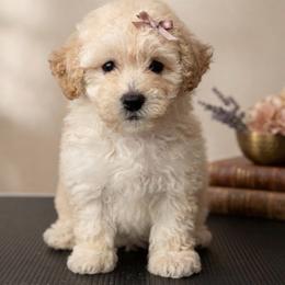Diana - Parti female Maltipoo puppy in Charles City, Virginia from Historic triangle doodles Charles City, Virginia