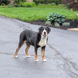 Aspen - Greater Swiss Mountain Dog