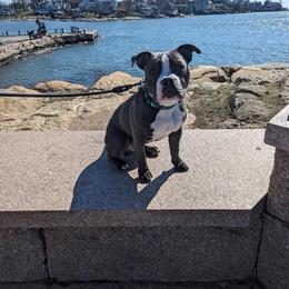American Bully Puppies from Night Court Bullies