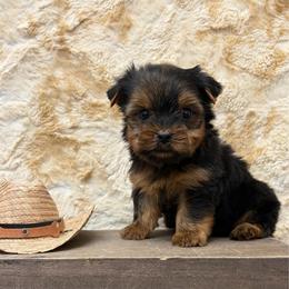 Hank TEACUP - Blue and gold male Yorkshire Terrier puppy in Monticello, Iowa from Ashley’s Puppies