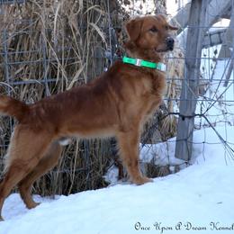 Remy - Golden Retriever