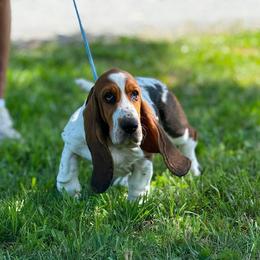 Basset Hound puppies from Kylee's Bassets