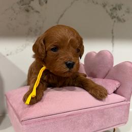 Boy 2 - Red  male Goldendoodle puppy in Sacramento, California from Goldendoodlesca