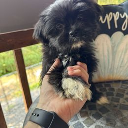 Petunia - Black female Lhasa Apso puppy in Middleburgh, New York from Top Knotch