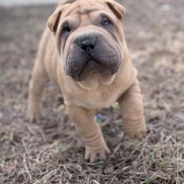 Jagger - Brown sable male Chinese Shar-Pei puppy in Lehigh Acres, Florida from Florida Wrinkles