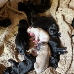 Pug Puppies from Crazy Pugs Haven