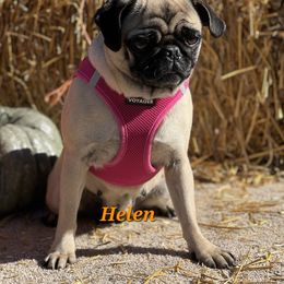 Helen - Pug