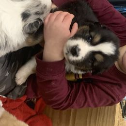 Australian Shepherd and Soft Coated Wheaten Terrier Puppies from Ironwood Ridge Kennels