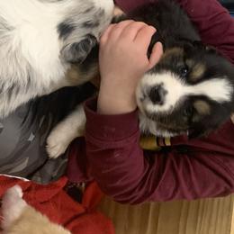 Australian Shepherd and Soft Coated Wheaten Terrier Puppies from Ironwood Ridge Kennels