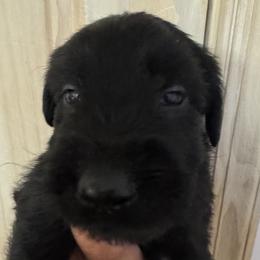 Boy 2 - Black male Giant Schnauzer puppy in North Royalton, Ohio from Mandy’s Giant Schnauzers