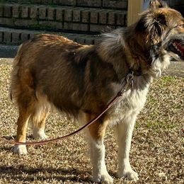 Wren - Border Collie