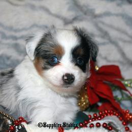Miniature Australian Shepherd and Toy Australian Shepherd Puppies from Sapphire Stables