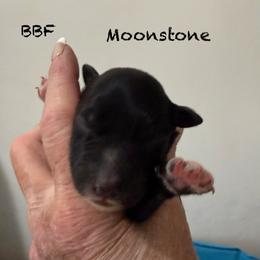 Moonstone - Black & white female Australian Shepherd puppy in Ellensburg, Washington from Creekside Aussies