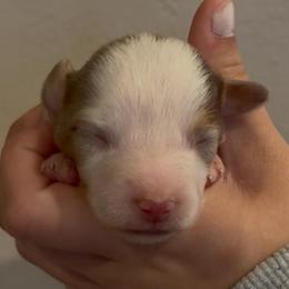 Petite - Blue merle female Miniature Australian Shepherd puppy in North Lakeport, California from Wild Rose Ranch