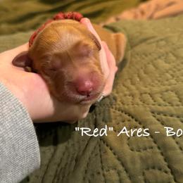 Ares - Dark golden male Golden Retriever puppy in Weston, Missouri from Love is Golden