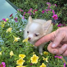 Bonita - Cream and white female Chihuahua puppy in East Camden, Arkansas from RoyAl