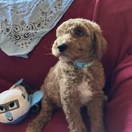 Light Blue Collar - Lisbon (Portugal) - Red  female Goldendoodle puppy in West Sacramento, California from Pomegranate Doodles
