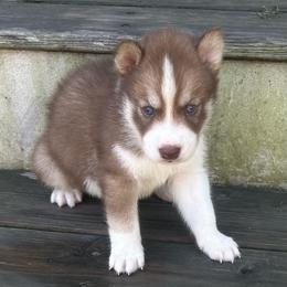 Thor - Red and white male Siberian Husky puppy in Summerville, South Carolina from Carolina Husky Lodge