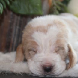 Pooh Bear - Lemon and white male Basset Hound puppy in Missouri from Clevenger Farms