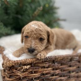 Bonnie - Apricot female Goldendoodle puppy in Kansas City, Kansas from Bella & Ivy’s Mini Goldendoodles of KC