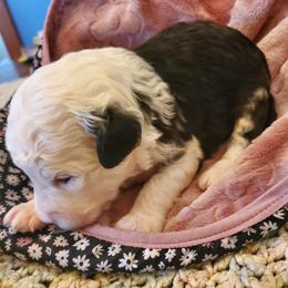 Lola - Black and white female Sheepadoodle puppy in Bellevue, Iowa from Fluffy Wonders Poms and Doodles