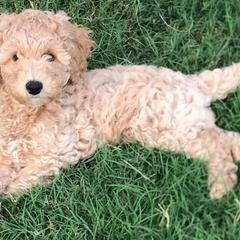 Australian Labradoodles from Southern Magnolia Labradoodles