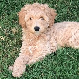 Australian Labradoodles from Southern Magnolia Labradoodles