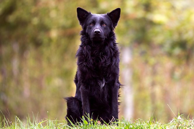 Croatian Sheepdog