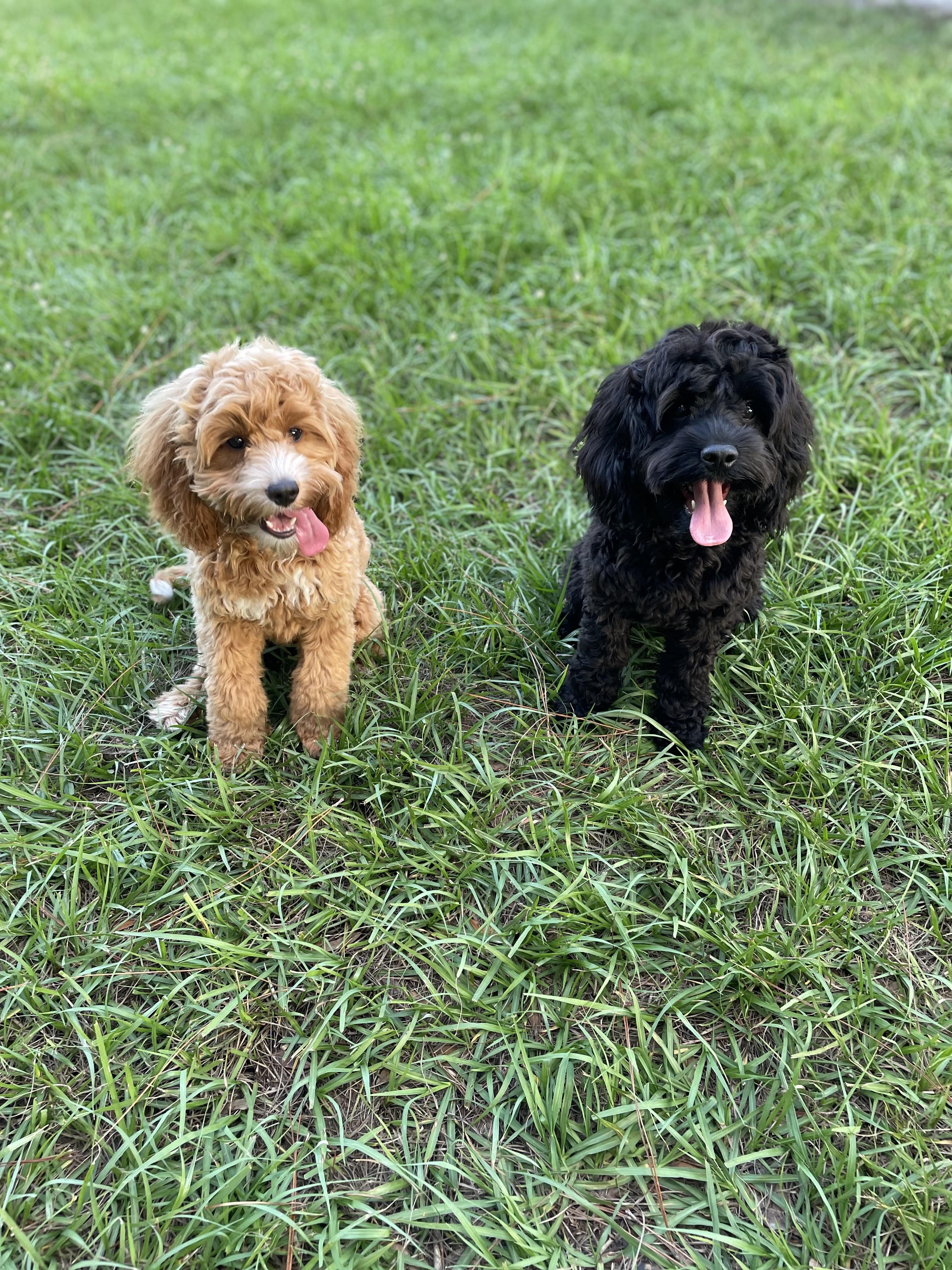 Lakeside Cockapoos in Georgia | Cockapoo puppies | Good Dog