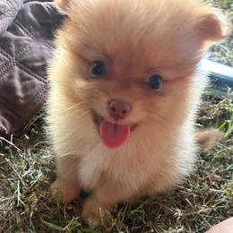 Butter Ball - Orange sable male Pomeranian puppy in Somerset, Kentucky from Perez Pomeranians