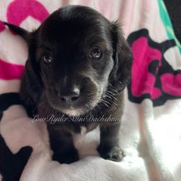 Raina - Brindle female Dachshund puppy in West Alexandria, Ohio from Low Ryder Mini Dachshunds