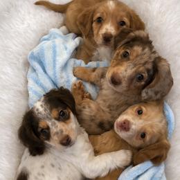 Dachshund Puppies from Royal Roads Miniature Dachshundd