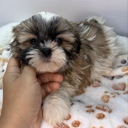 UB - Black gold and white female Shih Tzu puppy in Middleborough, Massachusetts from Shih Tzu Pups