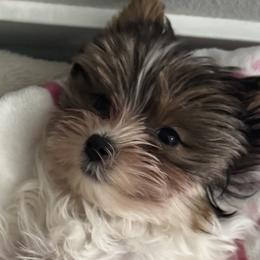 Biewer Terriers and Yorkshire Terriers from Frosty Paw Biewers and Yorkshires