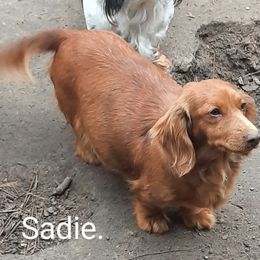 Sadie - Dachshund