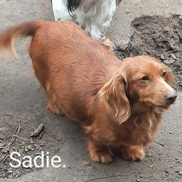 Sadie - Dachshund