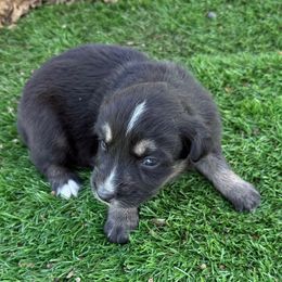 Harper - Black tri-color female Australian Shepherd puppy in Mount Vernon, Texas from RJ's Aussie Posse