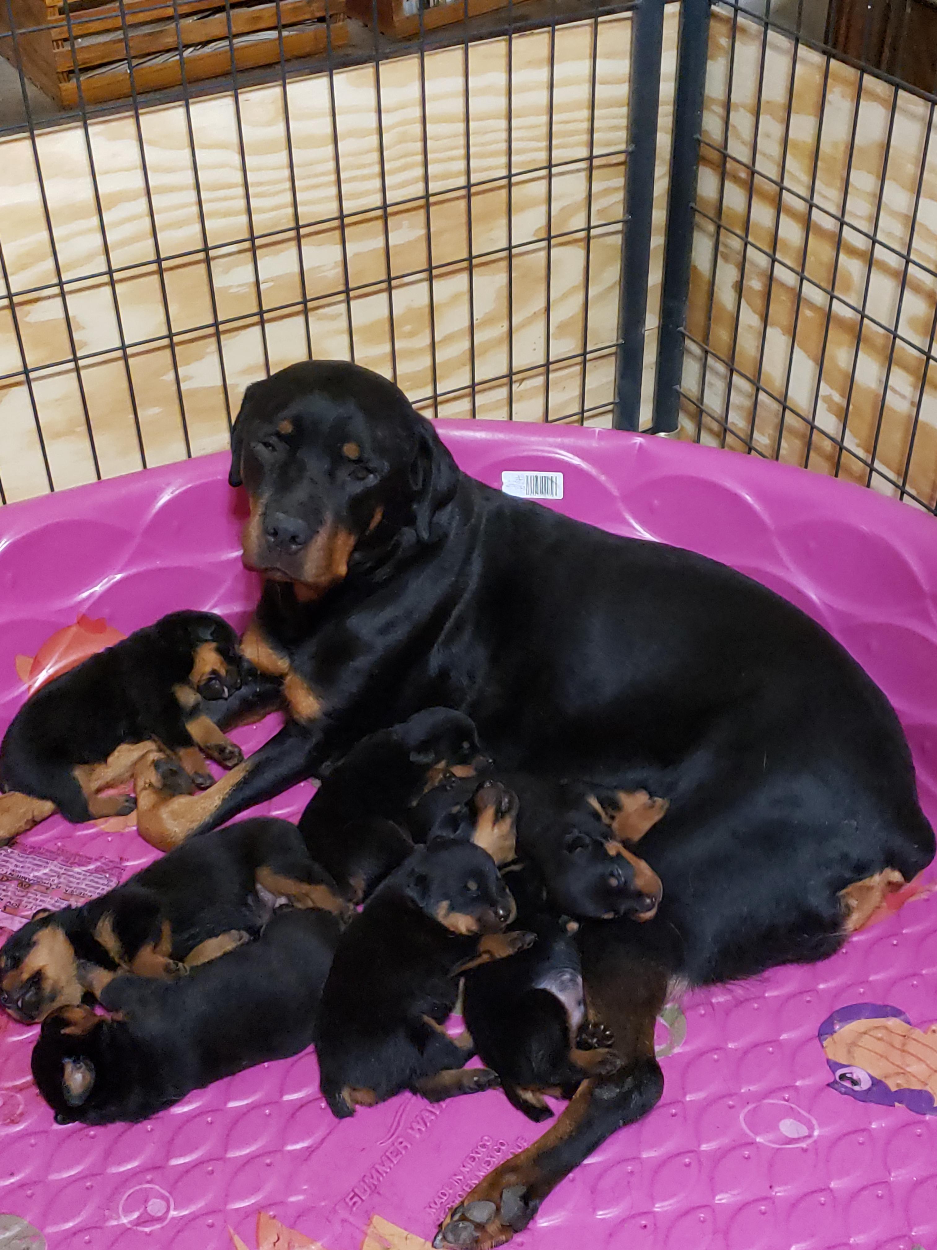 Rouse Rottweilers Linda Sprouse in Texas | Rottweiler puppies | Good Dog