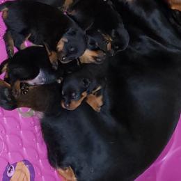 Rottweilers from Linda Sprouse