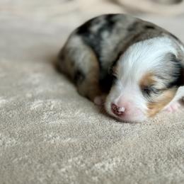 Miniature Australian Shepherd Puppies from Dripping Springs Mini Aussies