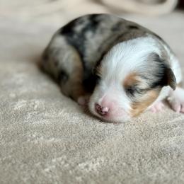 Miniature Australian Shepherd Puppies from Dripping Springs Mini Aussies