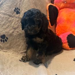 Gemma - Black and tan female Cavapoo puppy in San Antonio, Texas from Sage Mini Doodles