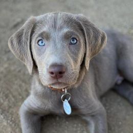 Dilute Retrievers and Labrador Retrievers from Granite Ridge Silver Labs