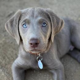Dilute Retrievers and Labrador Retrievers from Granite Ridge Silver Labs
