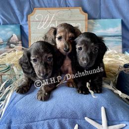 Dachshund Puppies from M.H.P Dachshunds