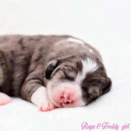 Cereal - Blue merle female Bernedoodle puppy in Diamond Bar, California from Furrytaildoodles