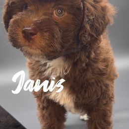 Janis - Brown female Poodle puppy in Ballwin, Missouri from Show Me Doodles