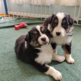 Australian Shepherd Puppies from NK Ranch Australian Shepherds
