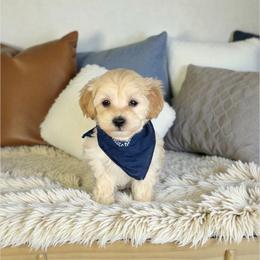 Everest - Cream male Maltipoo puppy in St. George, Utah from Winchester Hills Poodles and Doodles